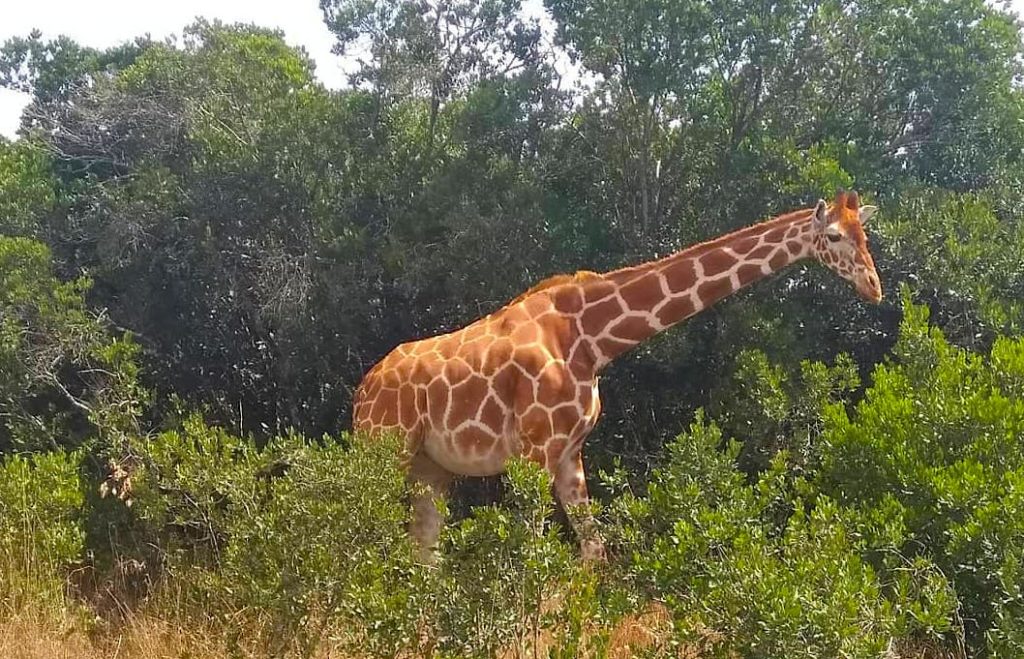 Giraffe in Kenya, Kenya wildlife reserves