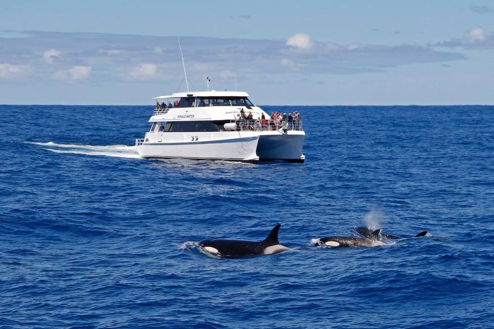 Orcas at Bremer Bay, Western Australia, Whale watching