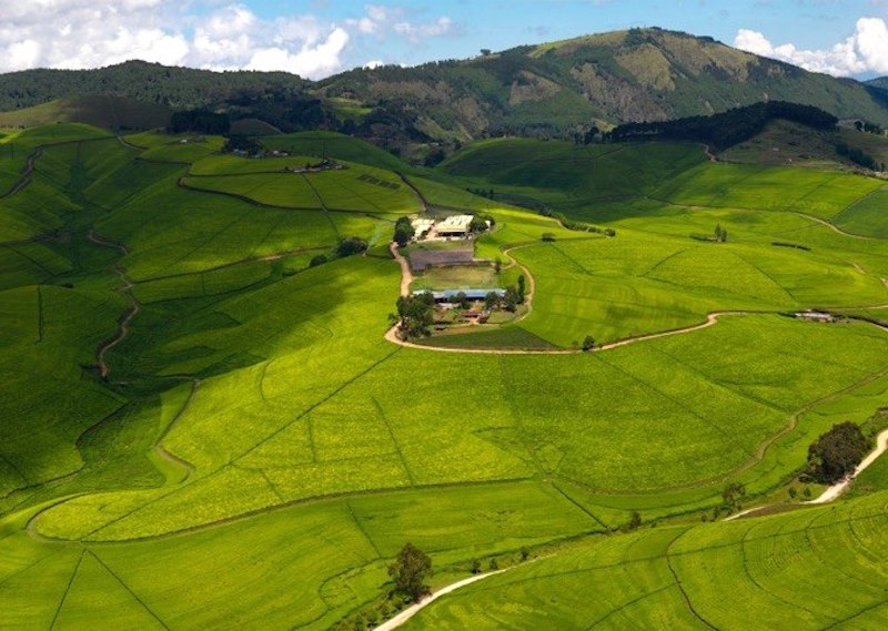 Tea plantations in Rwanda