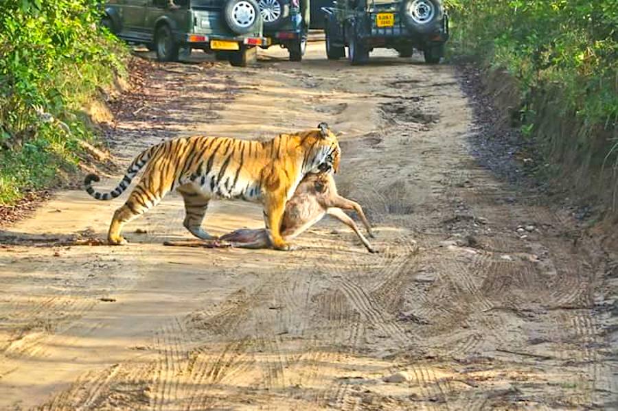 Tourists walk inside tiger reserve in India, fined TRAVELANDY NEWS