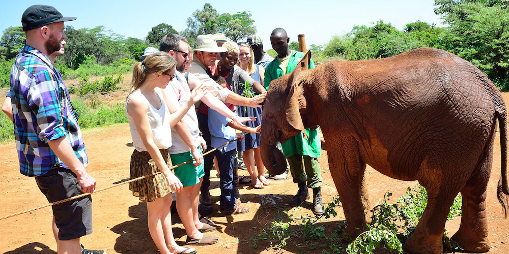 Tourists with elephant calf in Kenya