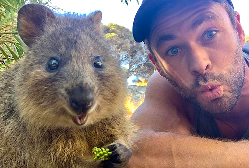 Chris Hemsworth quokka selfie at Rottnest Island