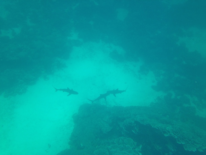 Reef sharks at 'the cabbage', Ningaloo reef