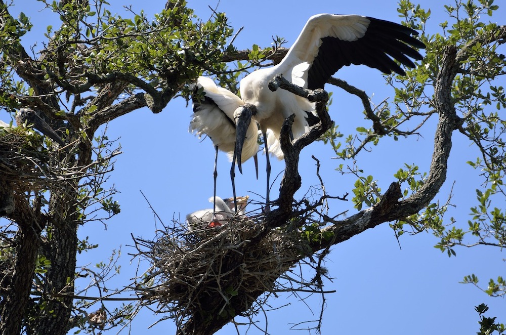 nest at bird sanctuary