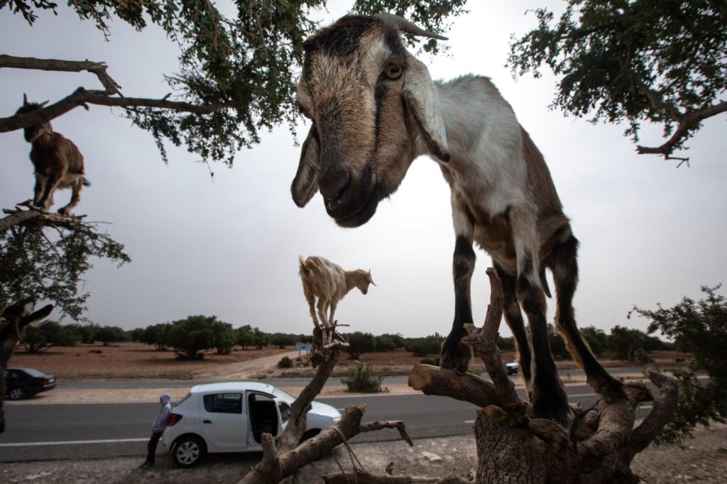 Goats on Argan tree