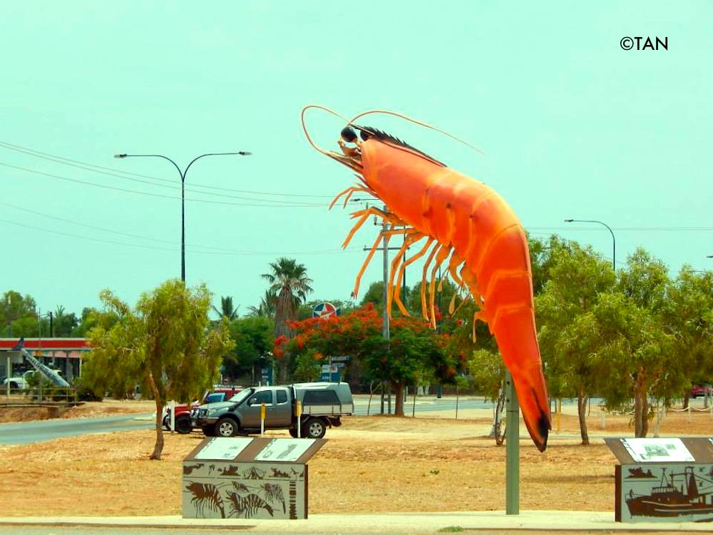 Giant prawn at Exmouth, Western Australia