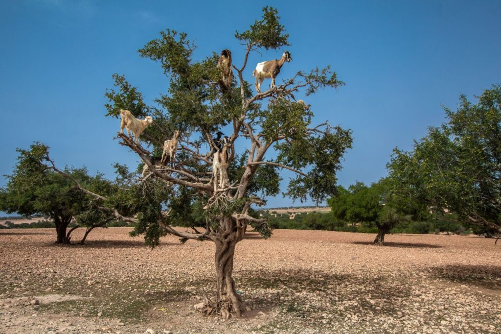 goats on argan tree
