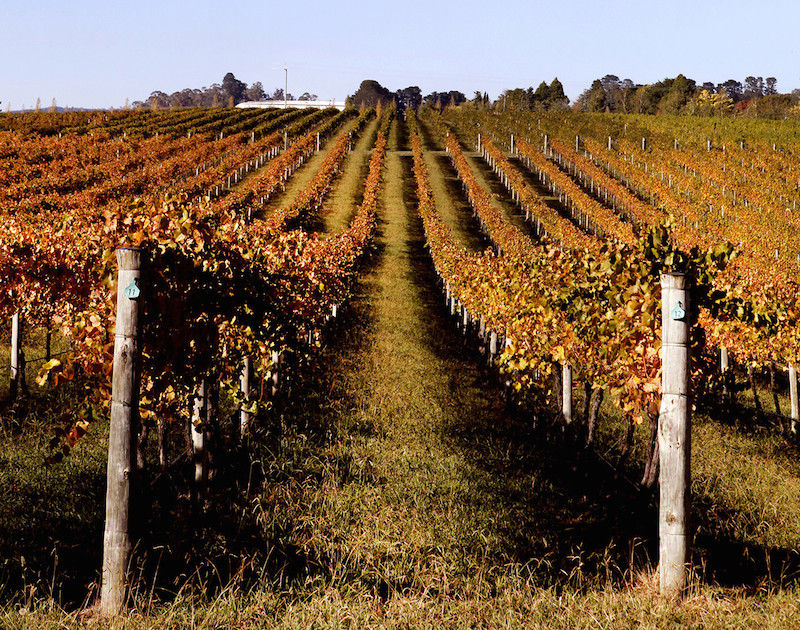 vineyard in Orange