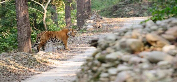 Jim Corbett National Park India tigers