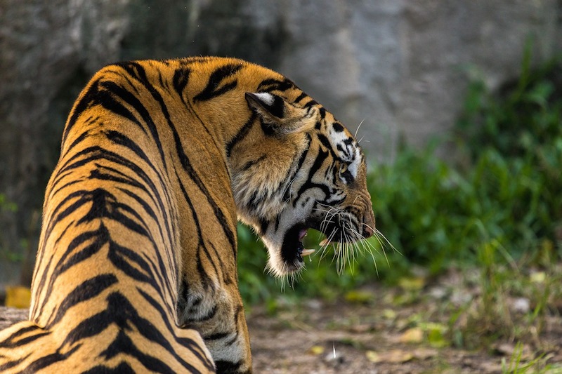 Bengal tiger