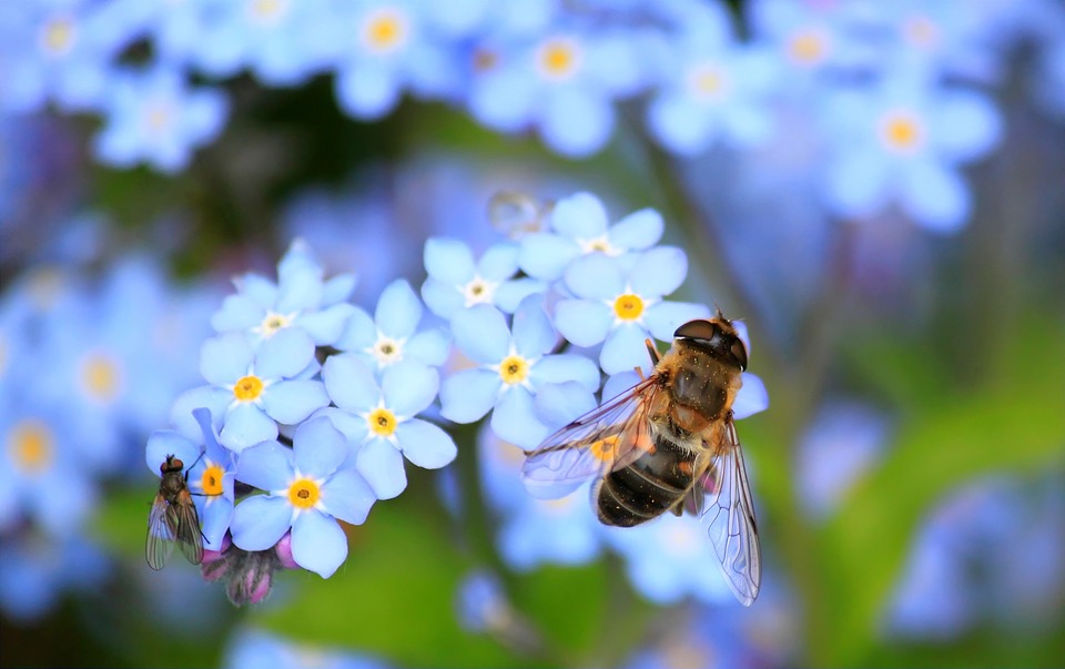 bee flower