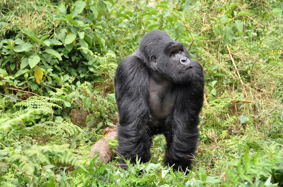 Mountain gorilla in Rwanda