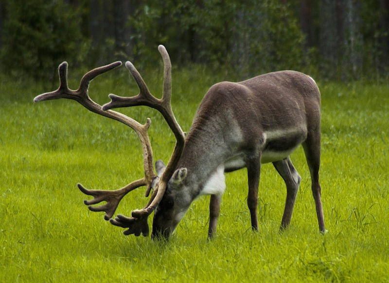 Finland wildlife