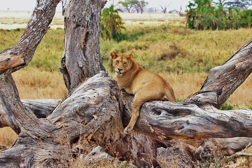 Tanzania