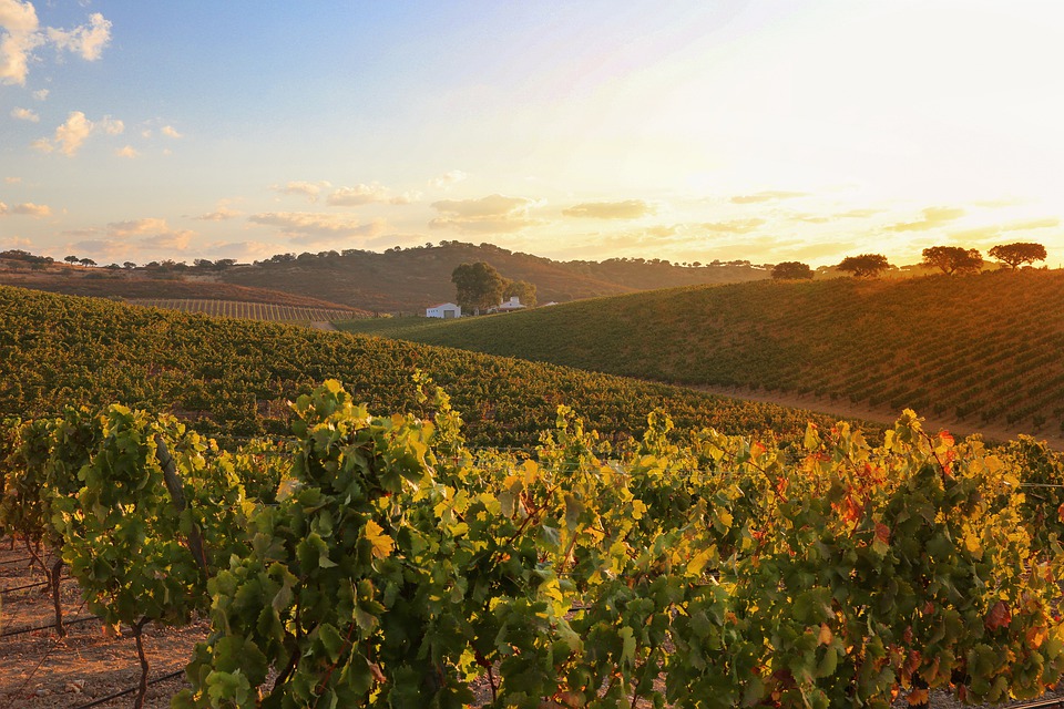 Portugal wine tourism