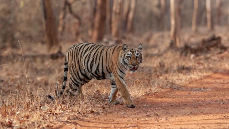 Tadoba National Park