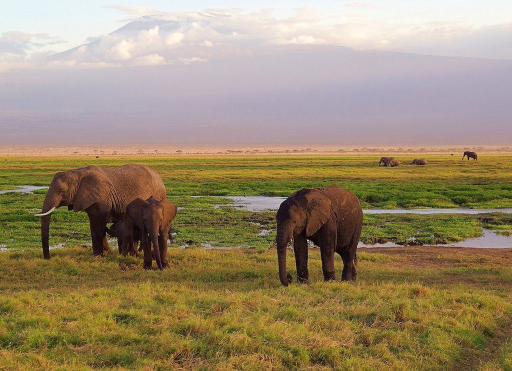 Kenya tourism elephants