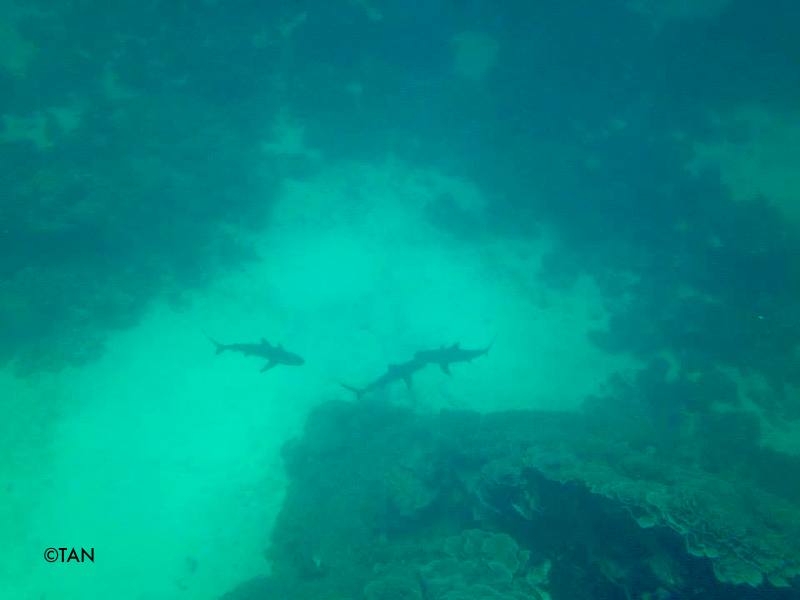 Reef sharks in the Ningaloo reef