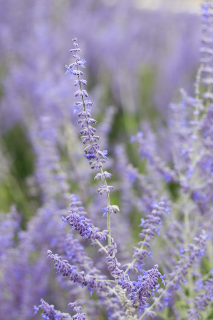 Lavender on the sidewalks at Le Havre.