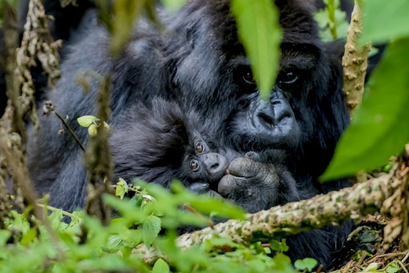 Rwanda gorilla naming ceremony