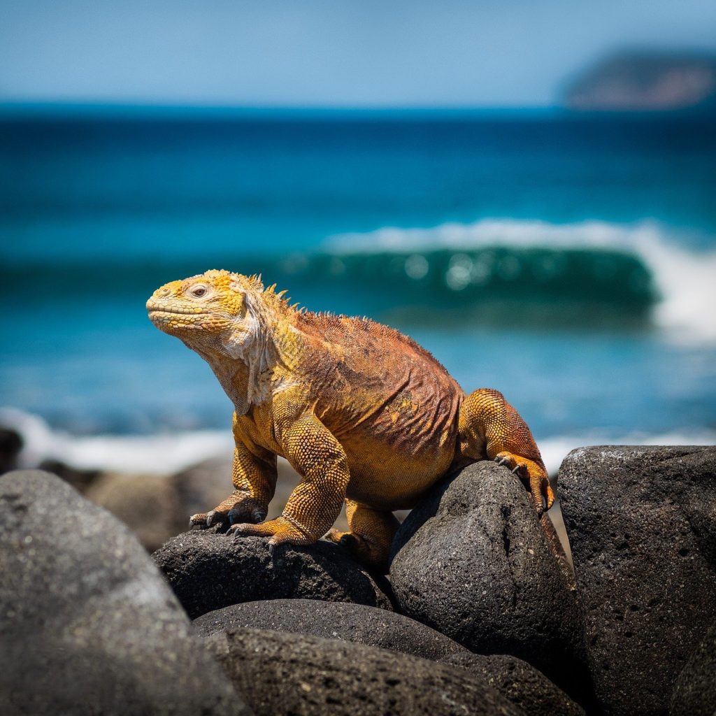 Land Iguana