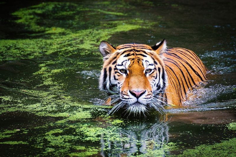 Sundarbans