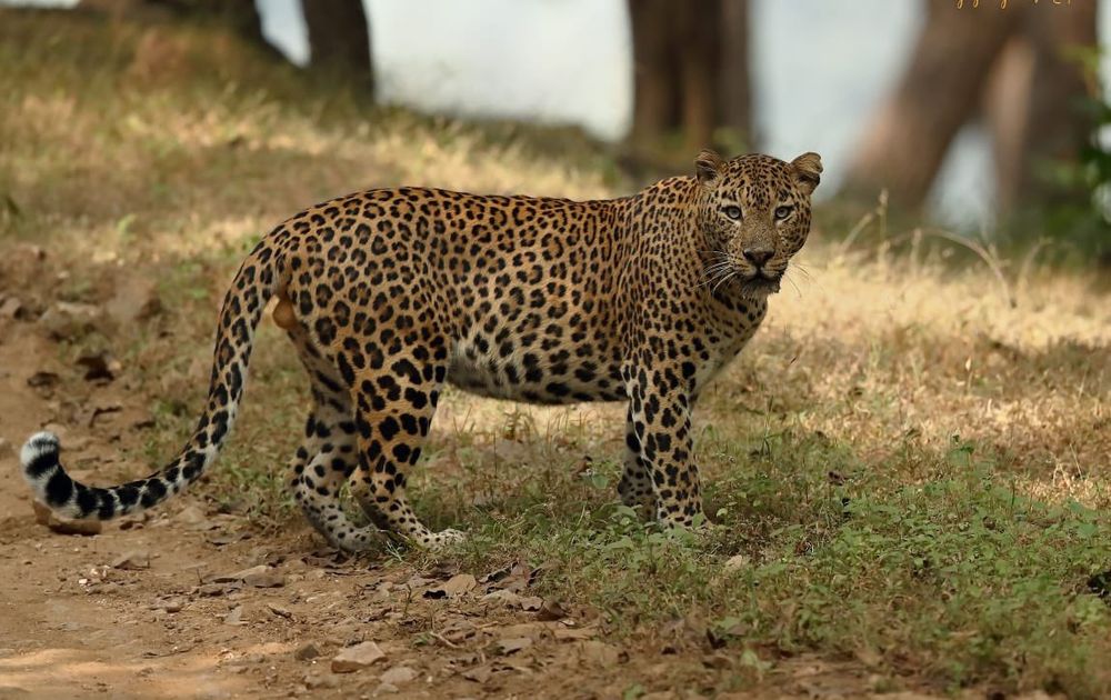 India leopard