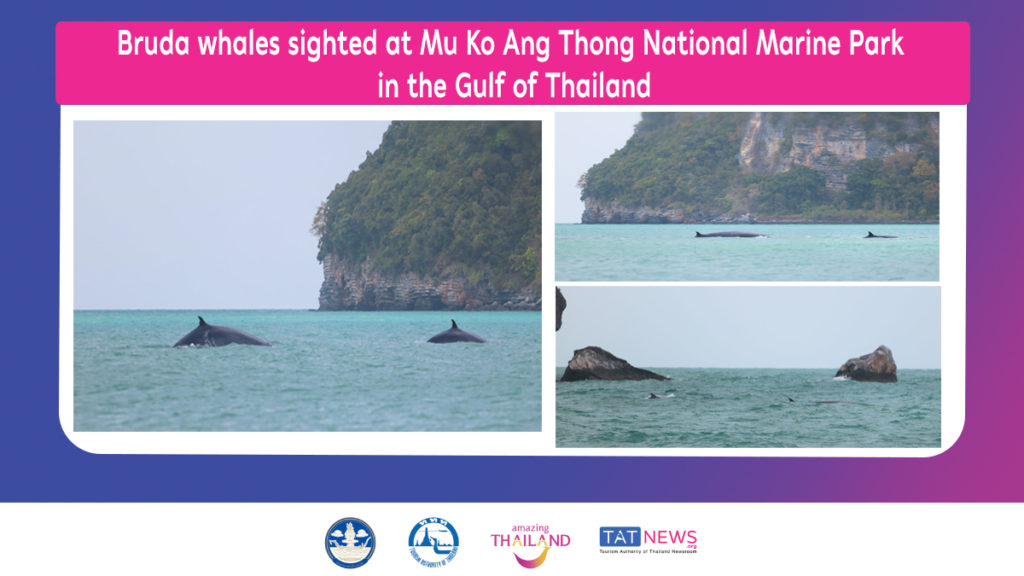 Thailand whales