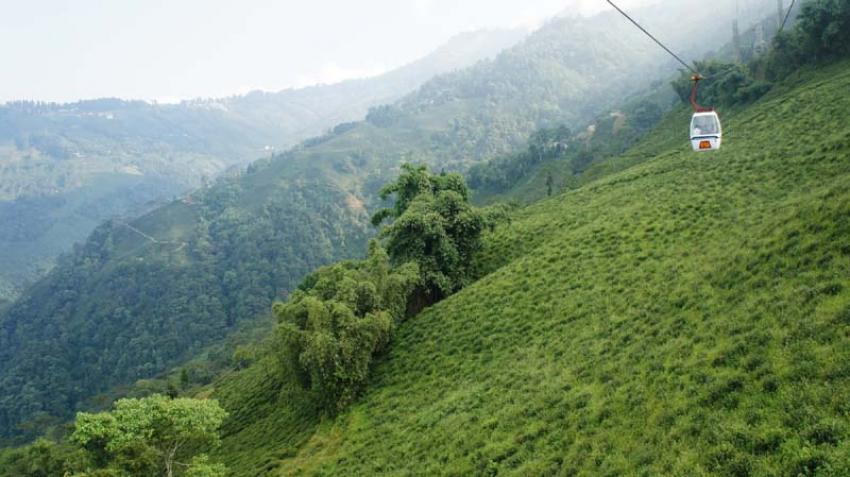 Tea estates