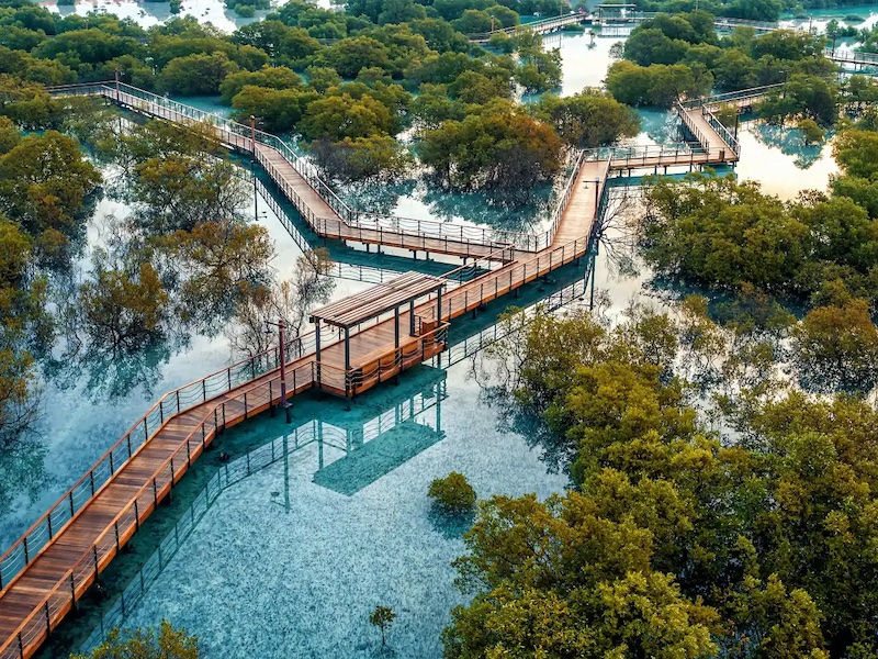 Etihad mangrove