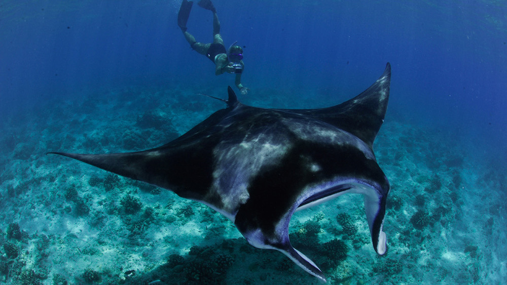 mantas Maldives