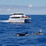 Orcas at Bremer Bay, Western Australia