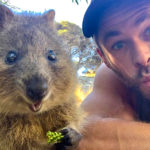 Chris Hemsworth quokka selfie