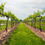 Huber's Orchard & Winery