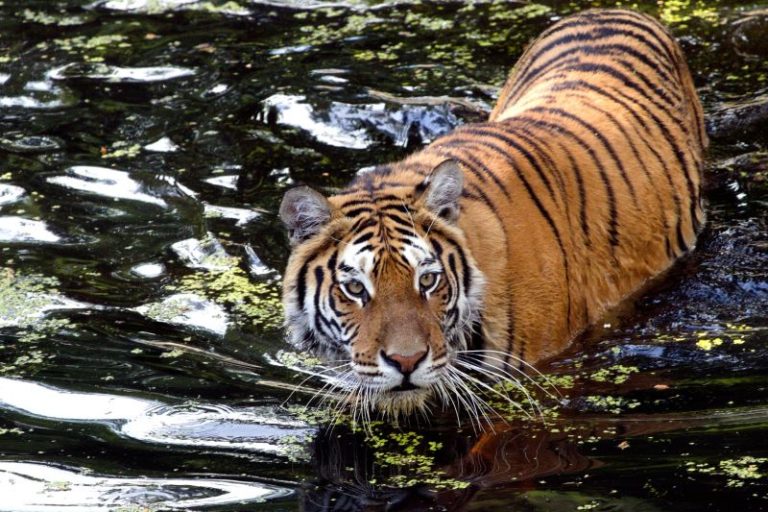 Jim Corbett Tiger Reserve has the highest tiger density in the world - TAN