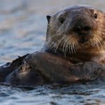 Sea otter