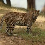 India leopard