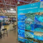 Canary Islands diving show