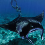 manta rays Maldives